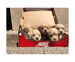 Gorgeous Maltipoo babies for a great price - 2