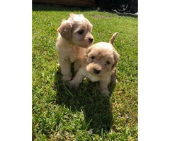 Gorgeous Maltipoo babies for a great price - 3