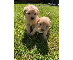 Gorgeous Maltipoo babies for a great price - 4
