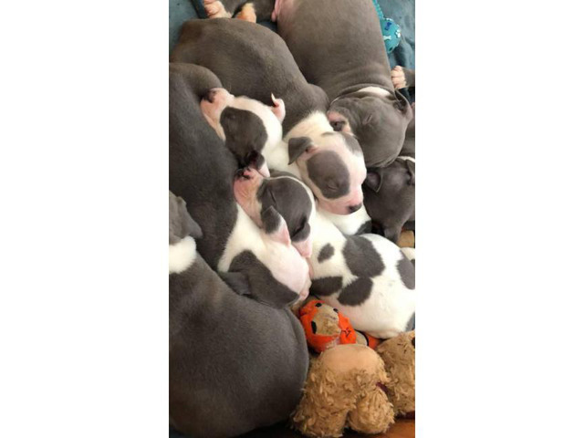 Get Amstaff Puppies For Sale In Florida Photos