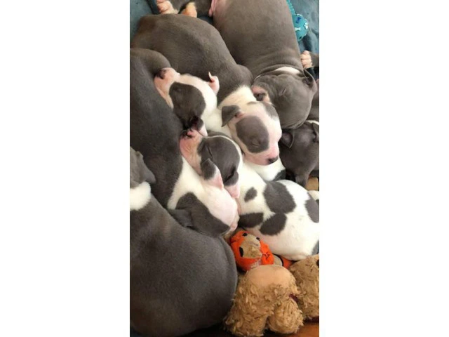 Purebred American Staffordshire Terrier Puppies - 1/6