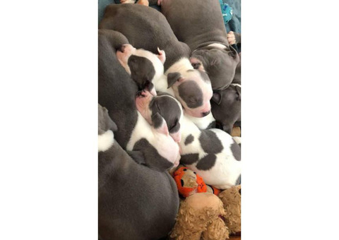 Purebred American Staffordshire Terrier Puppies