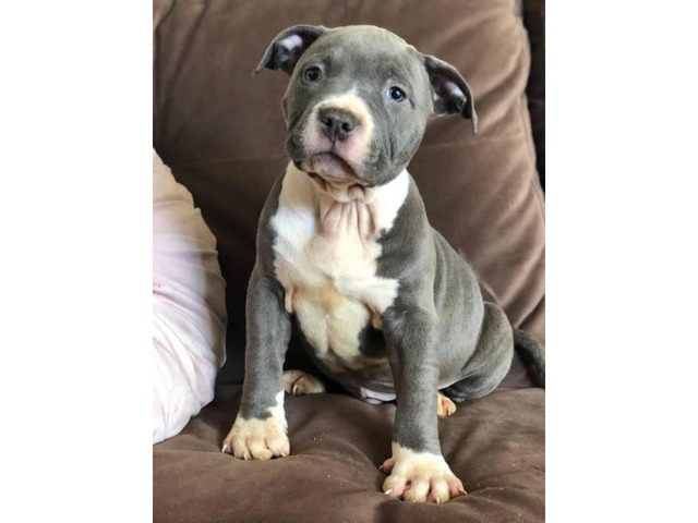 Purebred American Staffordshire Terrier Puppies in