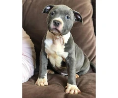 Purebred American Staffordshire Terrier Puppies