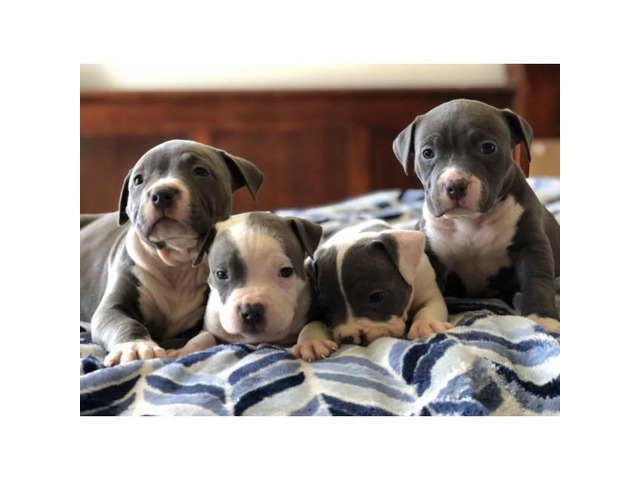 Purebred American Staffordshire Terrier Puppies in