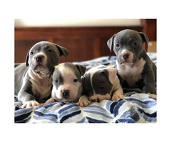 Purebred American Staffordshire Terrier Puppies - 4