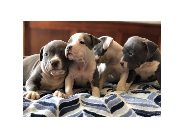 Purebred American Staffordshire Terrier Puppies - 5/6