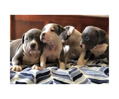Purebred American Staffordshire Terrier Puppies - 5