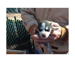 3 AKC siberian husky puppies for sale