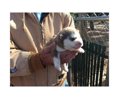 3 AKC siberian husky puppies for sale - 3