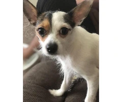 One Female Toy chihuahua puppy for sale - 1