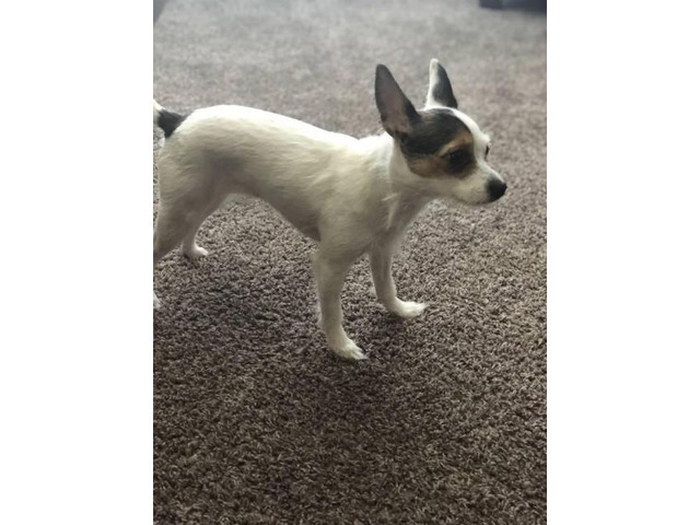 One Female Toy chihuahua puppy for sale Columbus Puppies