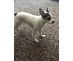 One Female Toy chihuahua puppy for sale - 2