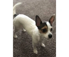 One Female Toy chihuahua puppy for sale - 4