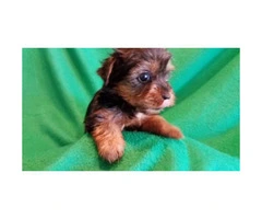 4 females and 1 male Yorkie puppies - 4