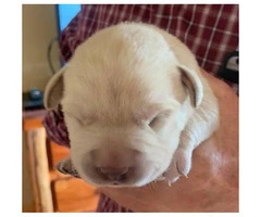 Labrador Puppies Available 4 Males 3 Females - 2