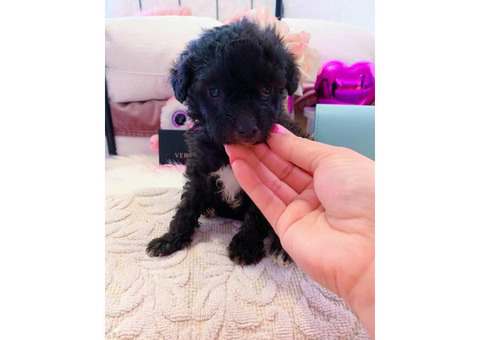 Teddy bear poodles for sale