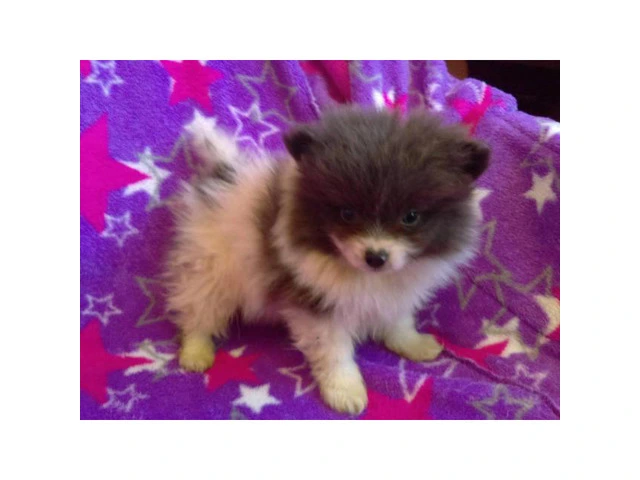 Toy breed pomeranian puppies $2500 - 2/2