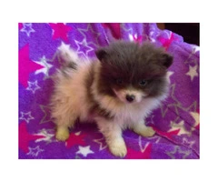 Toy breed pomeranian puppies $2500 - 2