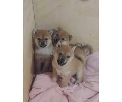 2 FEMALE Shiba Inu puppies for re-homing - 2