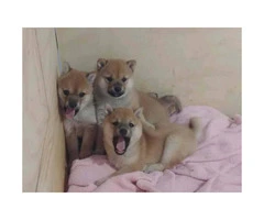 2 FEMALE Shiba Inu puppies for re-homing - 3