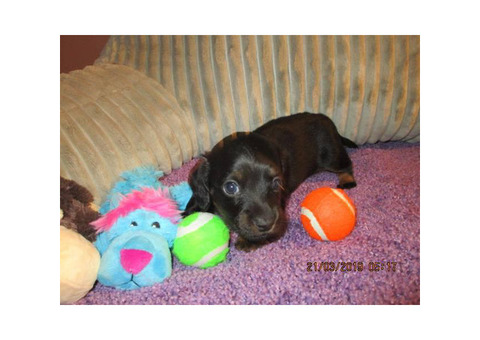 3 long hair 3 silky mini Dachshunds puppies