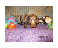 3 Long Hair 3 Silky Mini Dachshunds Puppies In Nashville Tennessee Puppies For Sale Near Me