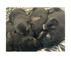 6 healthy German Shepherd puppies for sale - 1