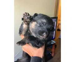 6 healthy German Shepherd puppies for sale - 4