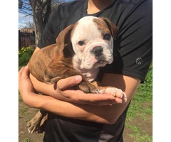 Female olde English Bulldog puppy available (no papers)