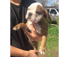 Female olde English Bulldog puppy available (no papers) - 2