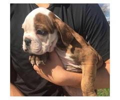 Female olde English Bulldog puppy available (no papers) - 3