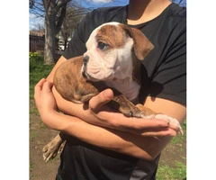 Female olde English Bulldog puppy available (no papers) - 4