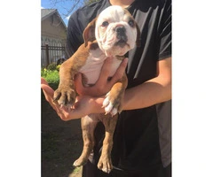 Female olde English Bulldog puppy available (no papers) - 5
