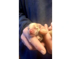 Two male chihuahua puppies to go on 5/9/19 - 2