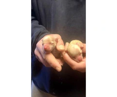 Two male chihuahua puppies to go on 5/9/19 - 3