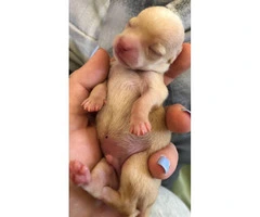 Two male chihuahua puppies to go on 5/9/19 - 4