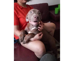 4 months old Red Nose Pit Puppy