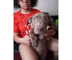 4 months old Red Nose Pit Puppy - 2