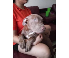 4 months old Red Nose Pit Puppy - 3