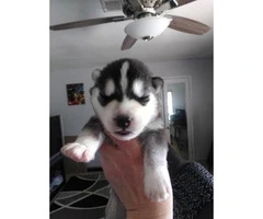 Purebred siberian huskies, both parents and paper on site