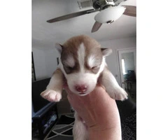 Purebred siberian huskies, both parents and paper on site - 2