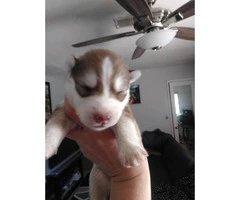 Purebred siberian huskies, both parents and paper on site - 3