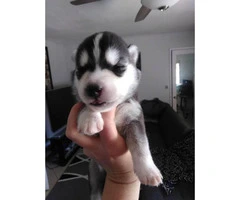 Purebred siberian huskies, both parents and paper on site - 4