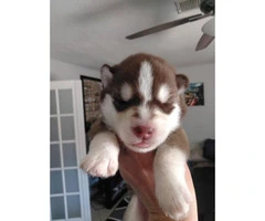 Purebred siberian huskies, both parents and paper on site - 6