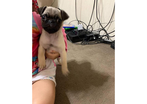 12 week old Male Pug Puppy available