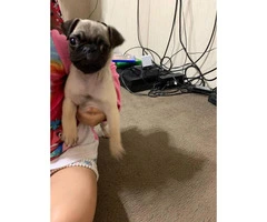 12 week old Male Pug Puppy available - 1