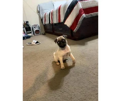 12 week old Male Pug Puppy available - 2