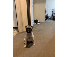 12 week old Male Pug Puppy available - 3