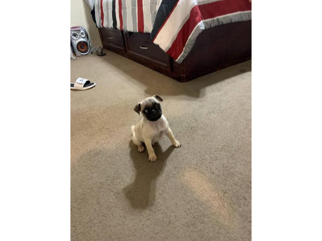 12 week old Male Pug Puppy available in Houston, Texas ...